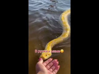 chip key snake